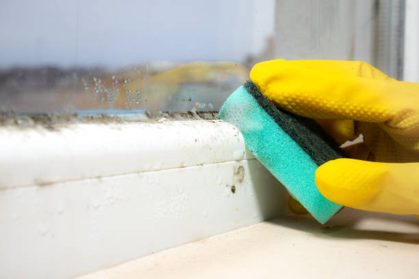 Best Mold Removal for HVAC Installations  in Clearwater, SC